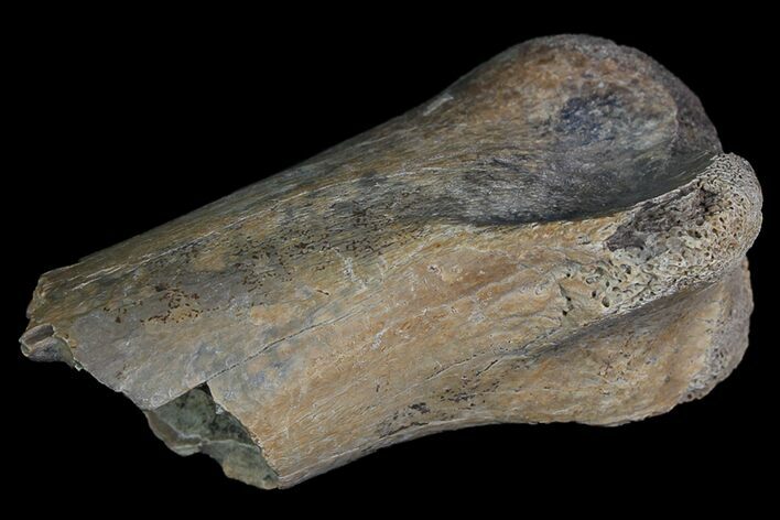 Partial Ornithomimid Metatarsal- Alberta (Disposition #-) #92789